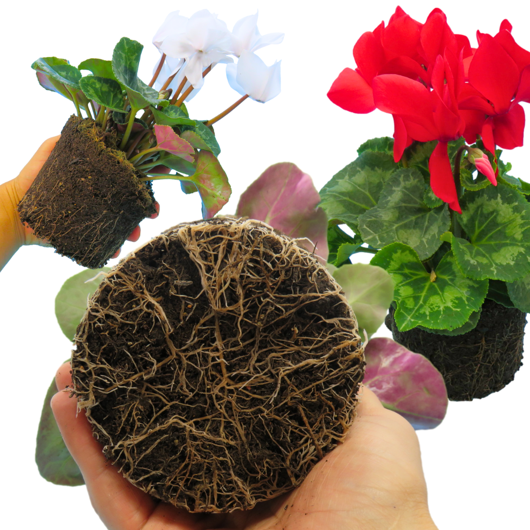 Cyclamen ‘Flame Growers Selection’ — Hardy Perennial, 1L Pot