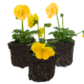 Pansy 'Delta Pro Yellow' — Hardy Bedding, 10.5cm Pot (Set of 3 or 6)