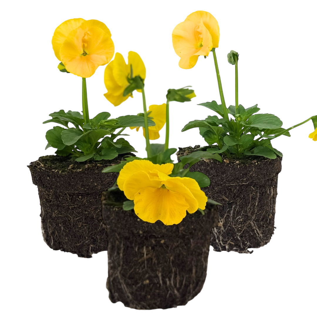 Pansy 'Delta Pro Yellow' — Hardy Bedding, 10.5cm Pot (Set of 3 or 6)