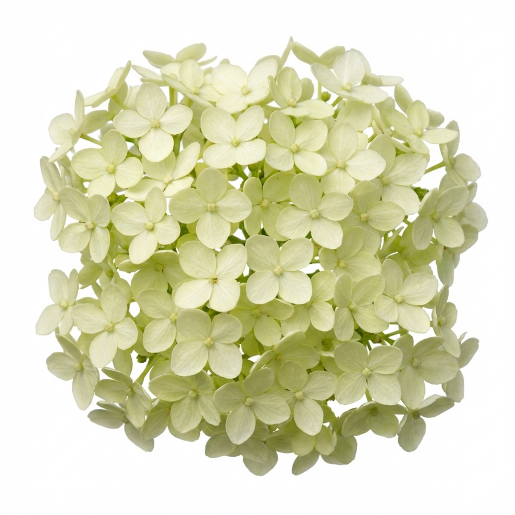 Euonymus ‘Microphyllus’ — Evergreen Shrub, 1L Pot (Set of 3 or 6)