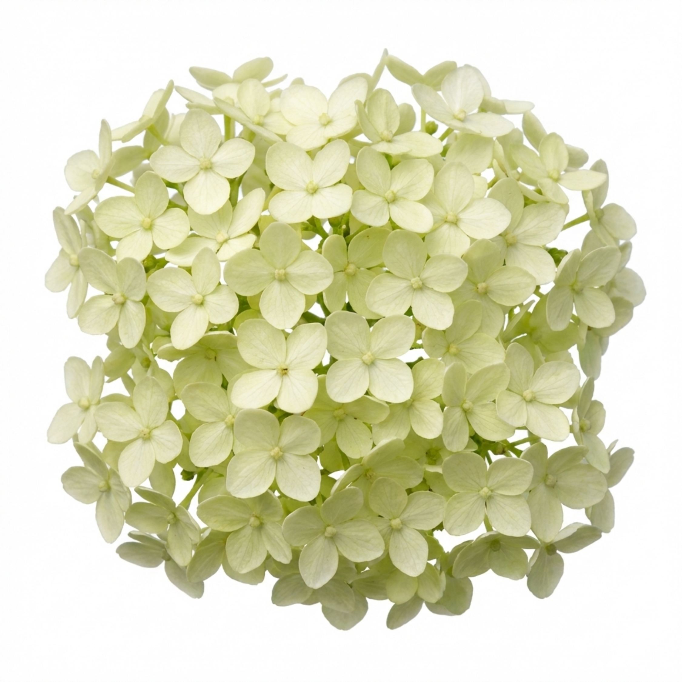 Euonymus ‘Microphyllus’ — Evergreen Shrub, 1L Pot (Set of 3 or 6)