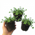 Veronica ‘Repens Creeping Speedwell’ — Hardy Perennial, Bee-Friendly, 1L Pot (Set of 3 or 6)