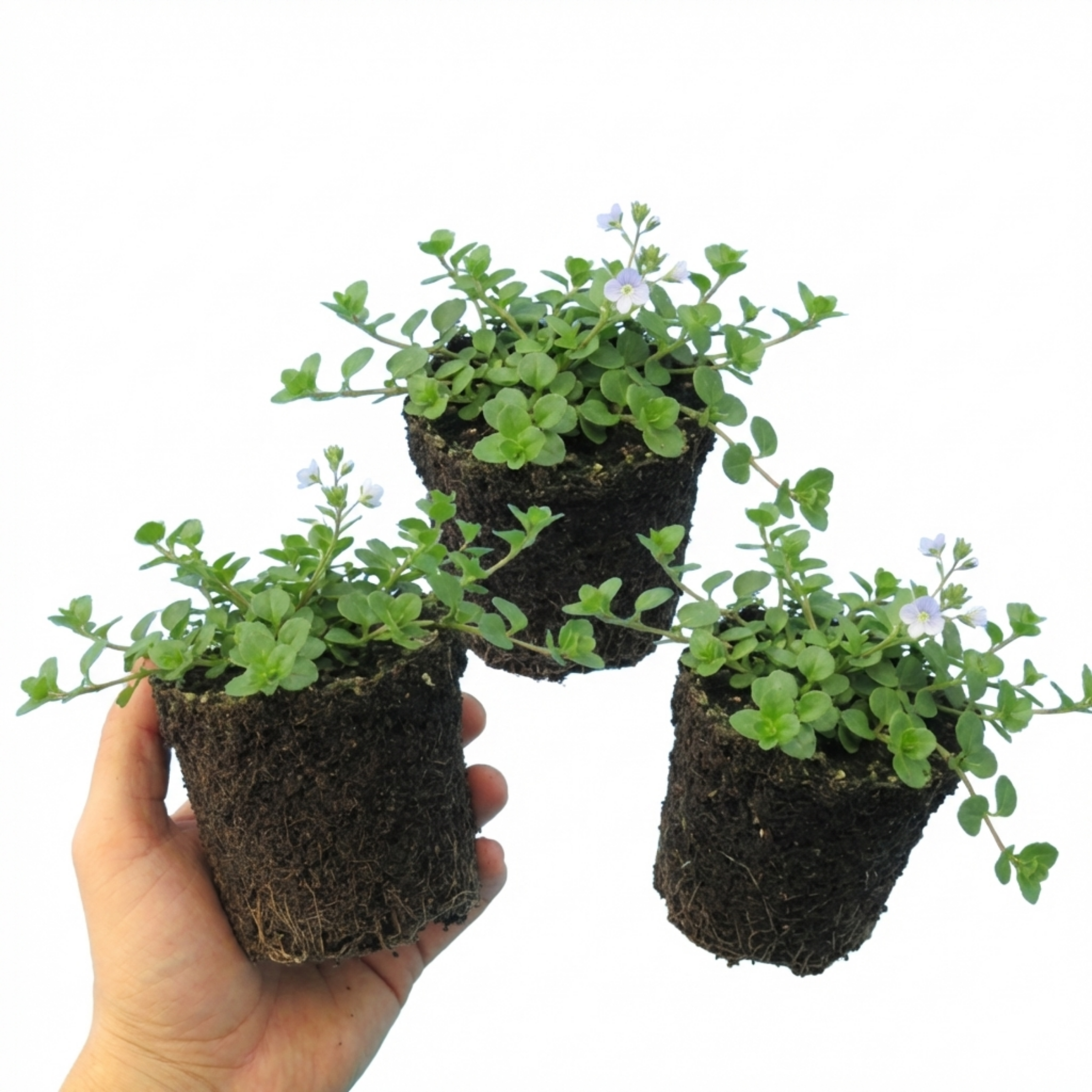 Veronica ‘Repens Creeping Speedwell’ — Hardy Perennial, Bee-Friendly, 1L Pot (Set of 3 or 6)