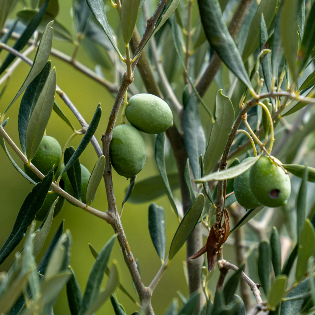 Mini Olive Bush (Olea europaea) — Hardy Evergreen, 15cm Pot