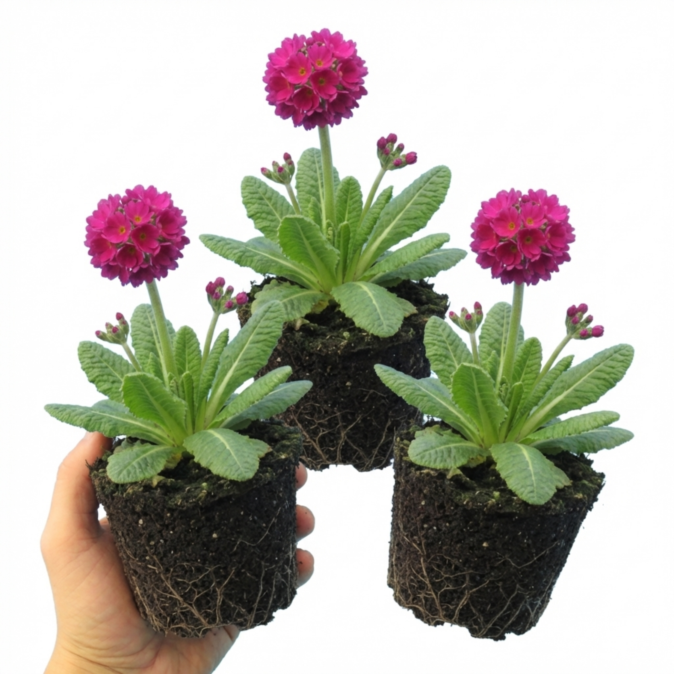 Primula ‘Denticulata Deep Rose’ — Hardy Perennial, Bee-Friendly, 1L Pot (Set of 3 or 6)