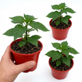 Chilli 'Habanero Chocolate' — Edible Annual, 10.5cm Pot (Set of 3 or 6)