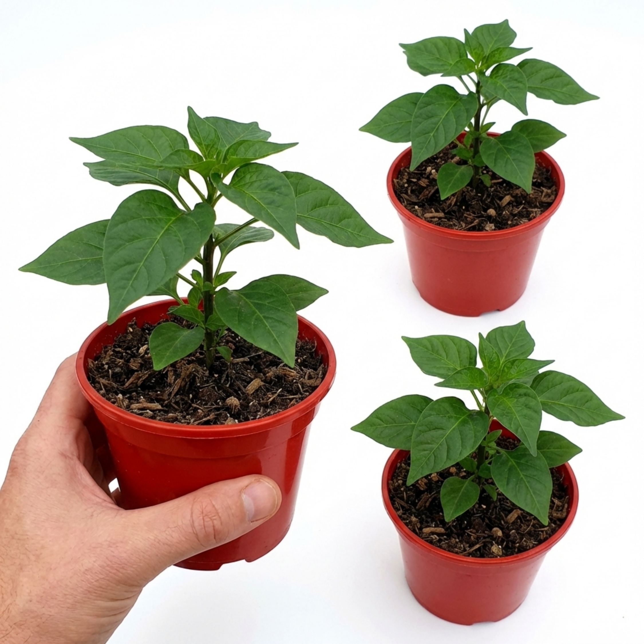 Chilli 'Habanero Chocolate' — Edible Annual, 10.5cm Pot (Set of 3 or 6)