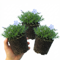 Phlox ‘Emerald Cushion Blue Alpine’ — Hardy Evergreen Perennial, Bee-Friendly, 1L Pot (Set of 3 or 6)