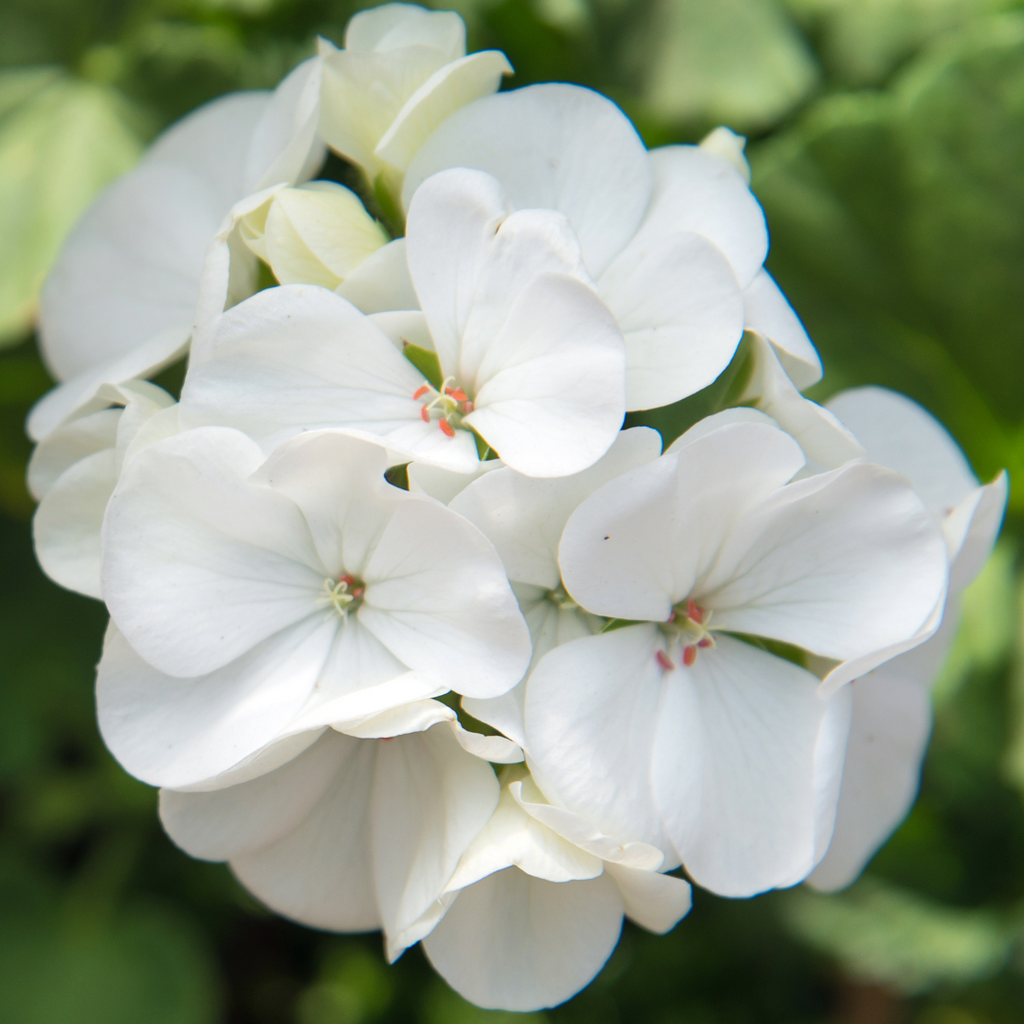 Pelargonium ‘White’ — Tender Perennial (grown as bedding), Bee-Friendly, 1L Pot (Set of 3 or 6)