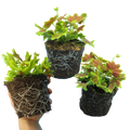 Pelargonium ‘Lotusland’ — Tender Perennial (grown as bedding), Bee-Friendly, 1L Pot (Set of 3 or 6)