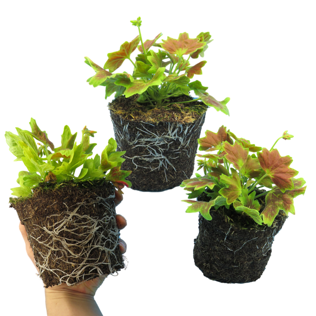 Pelargonium ‘Lotusland’ — Tender Perennial (grown as bedding), Bee-Friendly, 1L Pot (Set of 3 or 6)