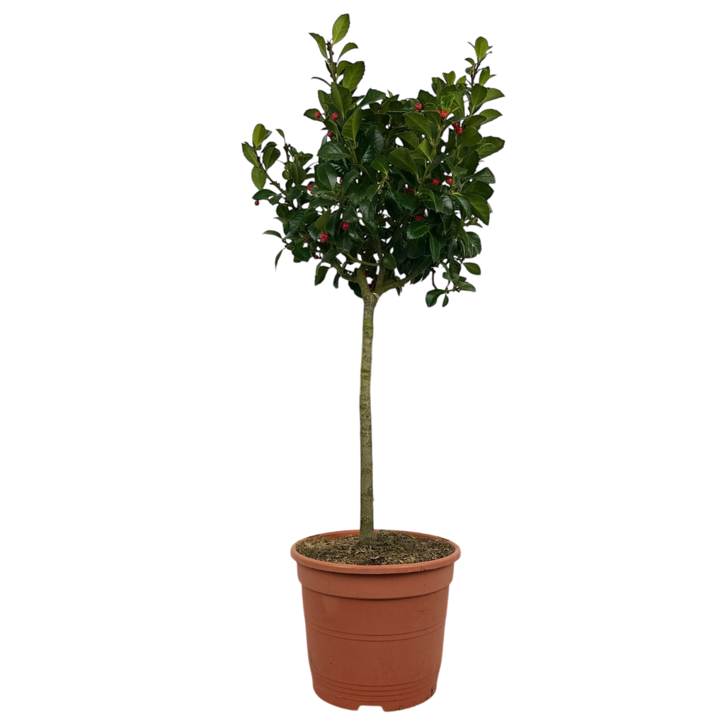 Holly ‘Heckenfee Standard’ — Fruit Plant / Tender Annual, 5L Pot