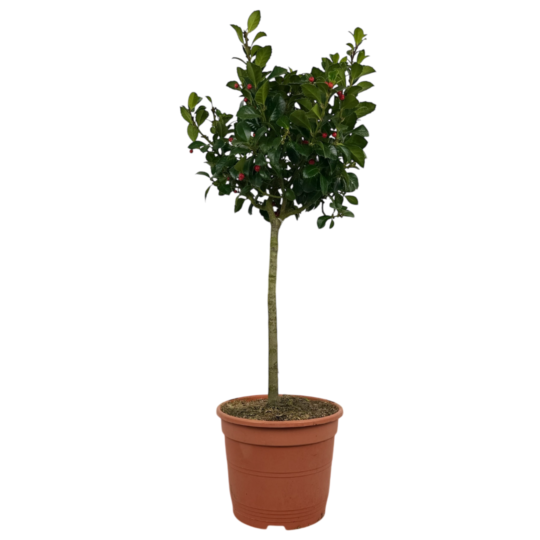 Holly ‘Heckenfee Standard’ — Fruit Plant / Tender Annual, 5L Pot