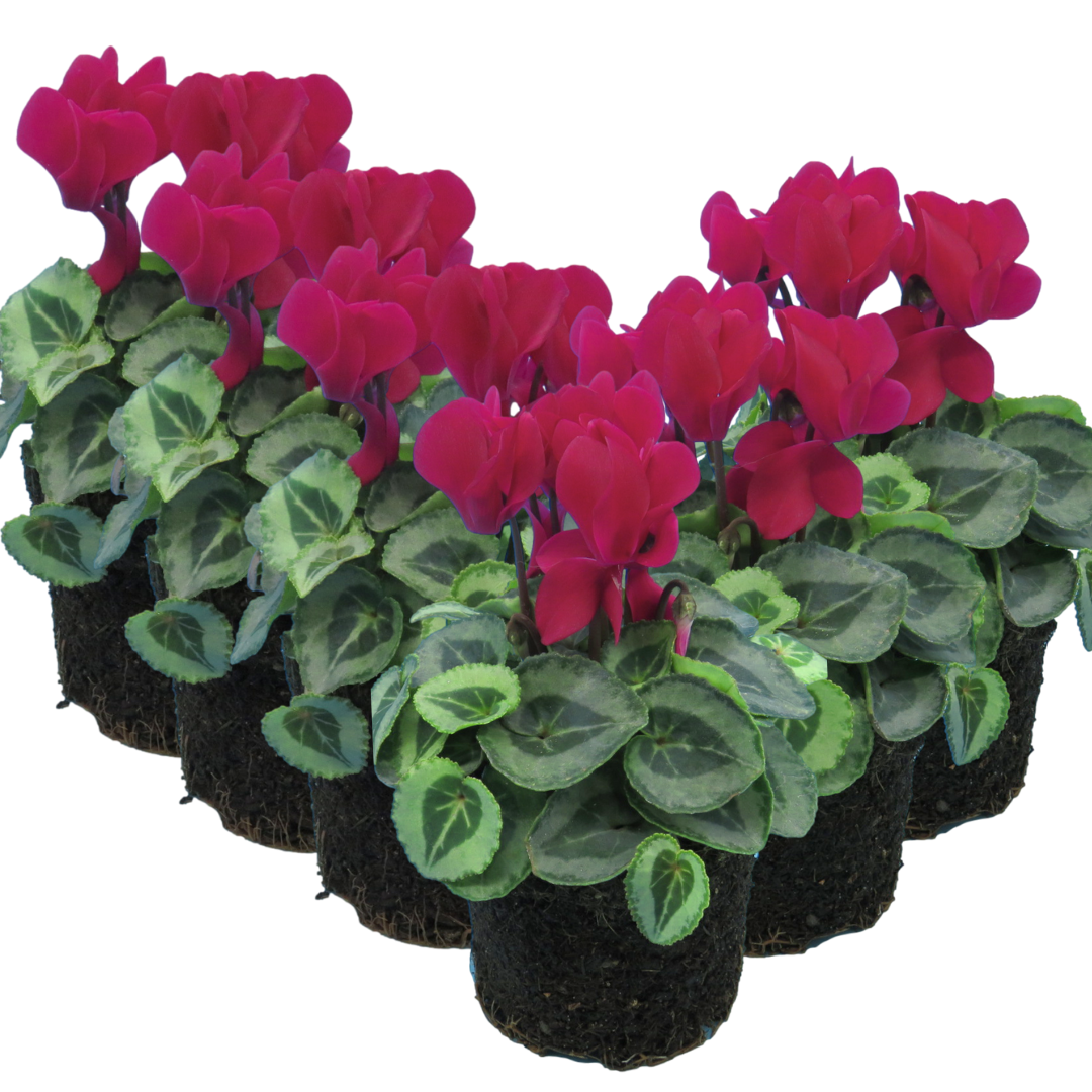 Cyclamen ‘Metis Decora Magenta’ — Tender Pot Plant (perennial in mild climates), 10.5cm Pot (Set of 3 or 6)