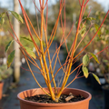 Cornus ‘Anny's’ — Deciduous Shrub, Bee-Friendly, 3L Pot