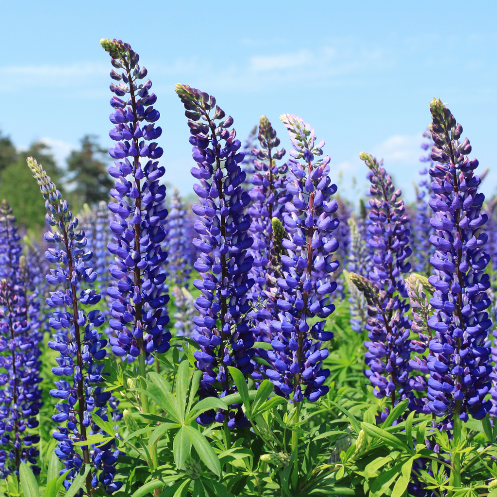 Lupin ‘Legendary Blue’ — Hardy Perennial, Bee-Friendly, 1L Pot (Set of 3 or 6)