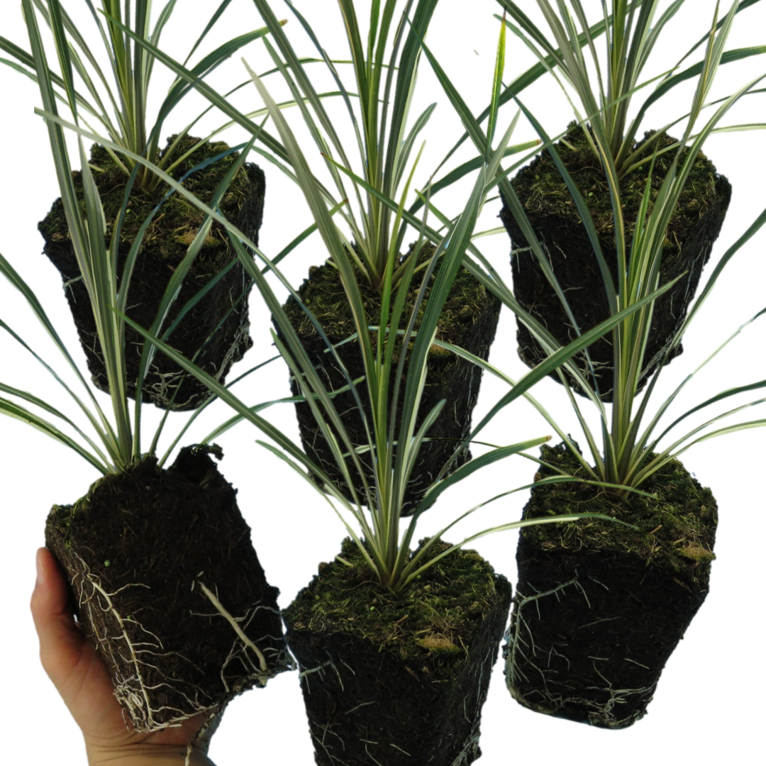 Cordyline ‘Torbay Dazzler’ — Evergreen Architectural Shrub, 1L Pot (Set of 3 or 6)