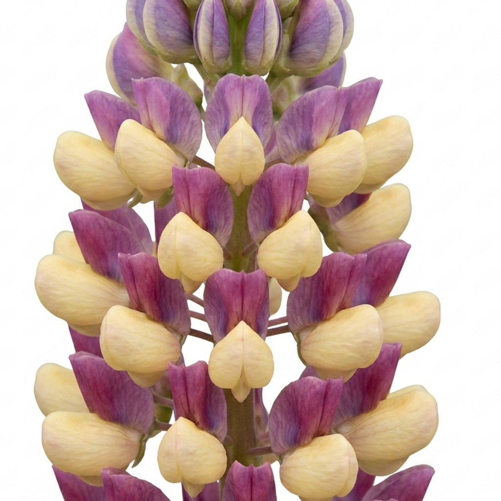 Lupin ‘Persian Slipper’ — Hardy Perennial, Bee-Friendly, 3L Pot