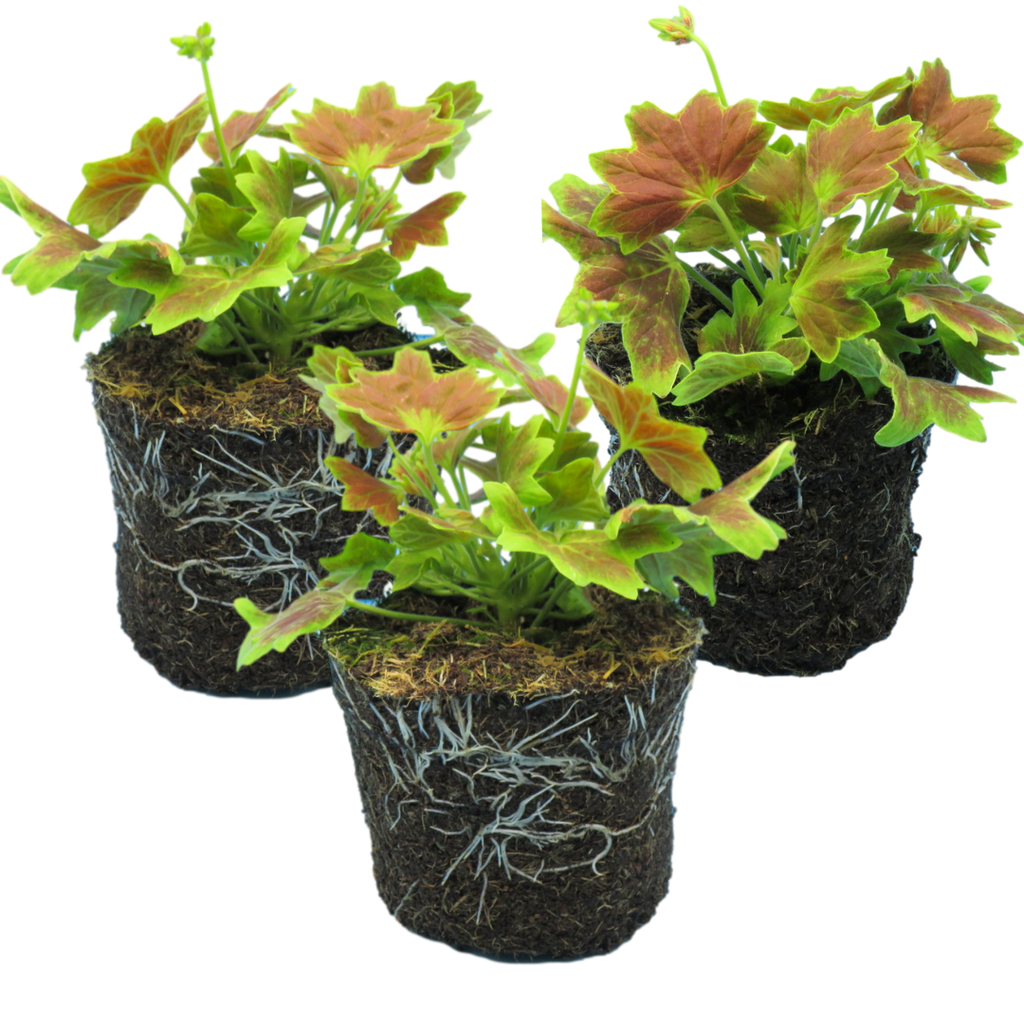 Pelargonium ‘Lotusland’ — Tender Perennial (grown as bedding), Bee-Friendly, 1L Pot (Set of 3 or 6)