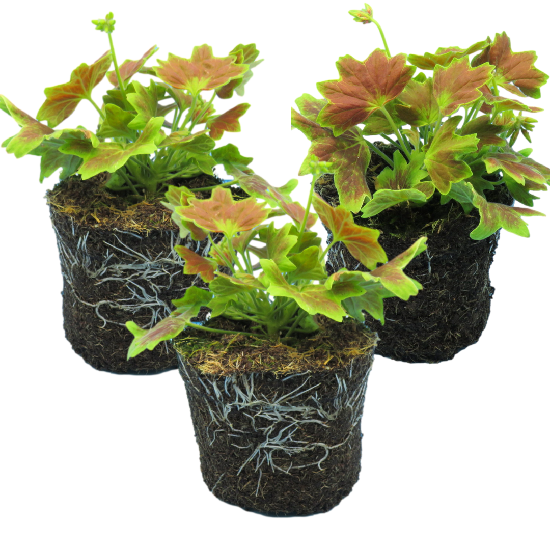 Pelargonium ‘Lotusland’ — Tender Perennial (grown as bedding), Bee-Friendly, 1L Pot (Set of 3 or 6)
