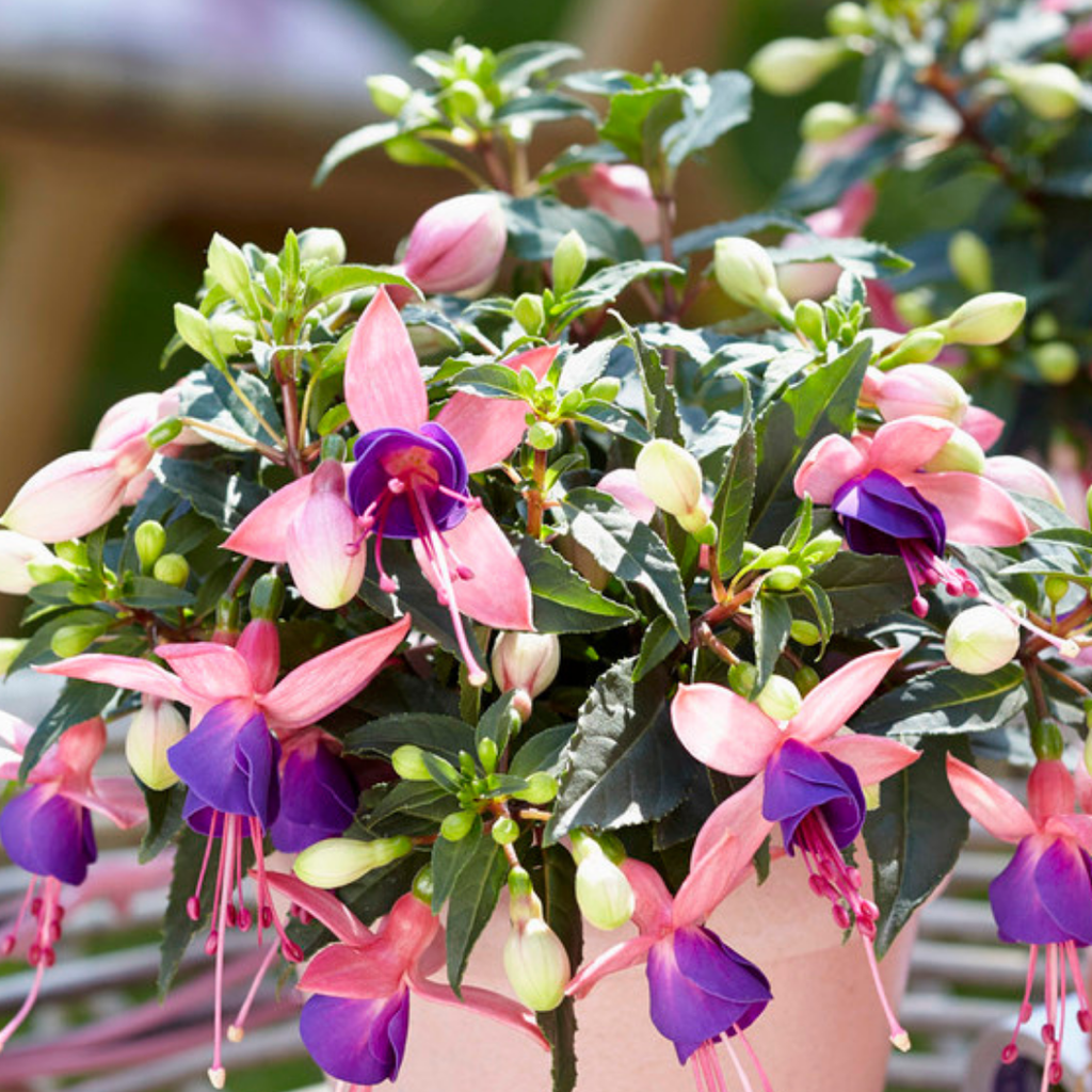 Fuchsia ‘Mariska’ — Patio Fuchsia (semi-tender perennial), Bee-Friendly, 10.5cm Pot (Set of 3 or 6)