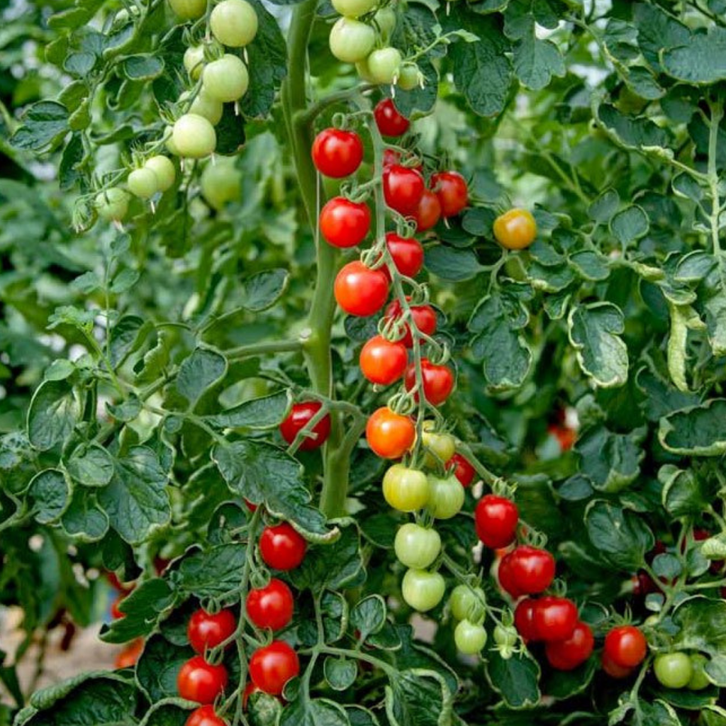Tomato ‘Consuelo’ — Edible Plant, 10.5cm Pot (Set of 3 or 6)