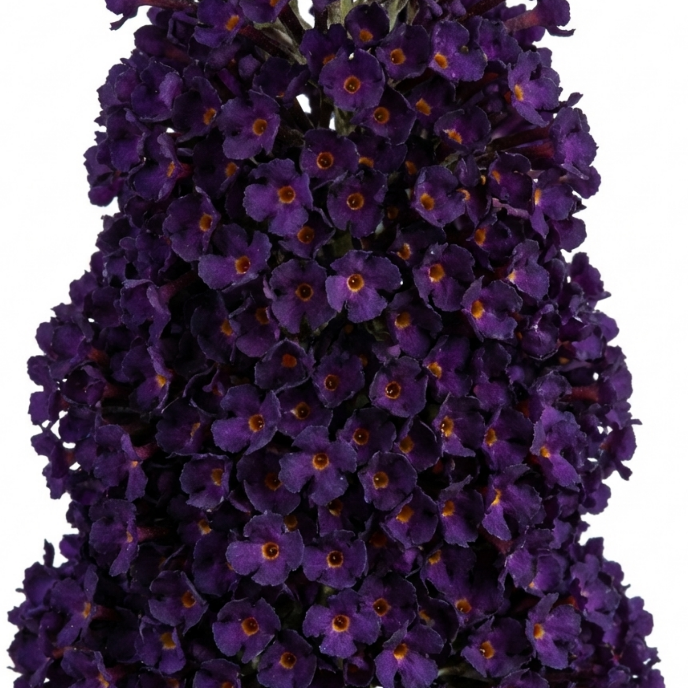 Buddleia ‘Black Knight’ — Deciduous Shrub, Bee-Friendly, 2L Pot