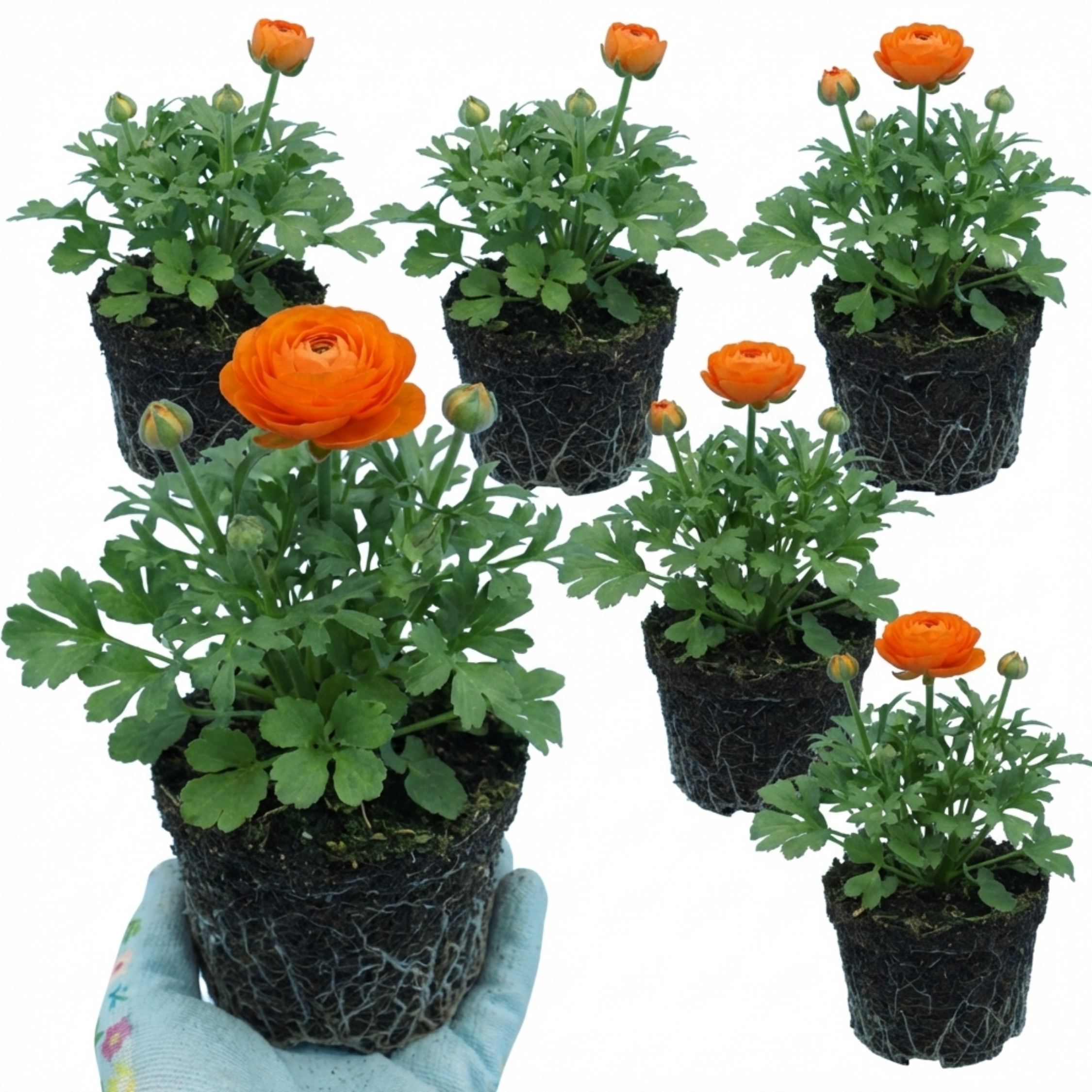 Ranunculus ‘Vortex Orange’ — Hardy Perennial (tuberous), Bee-Friendly, 1L Pot (Set of 3 or 6)