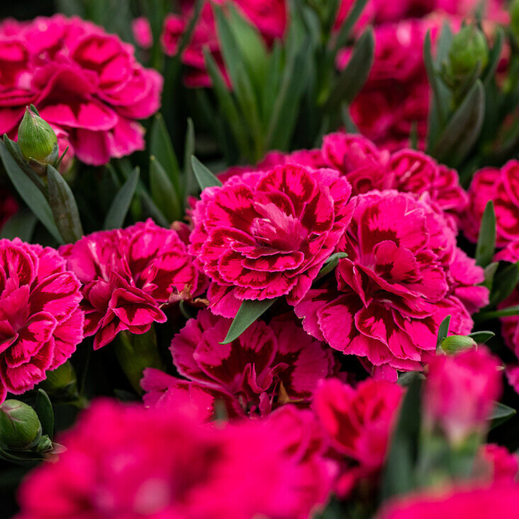 Dianthus ‘Oscar Purple Wings’ — Hardy Perennial, 10.5cm Pot (Set of 3 or 6)