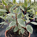 Cornus ‘Alba Elegantissima Variegated Dogwood’ — Deciduous Shrub, Bee-Friendly, 3L Pot