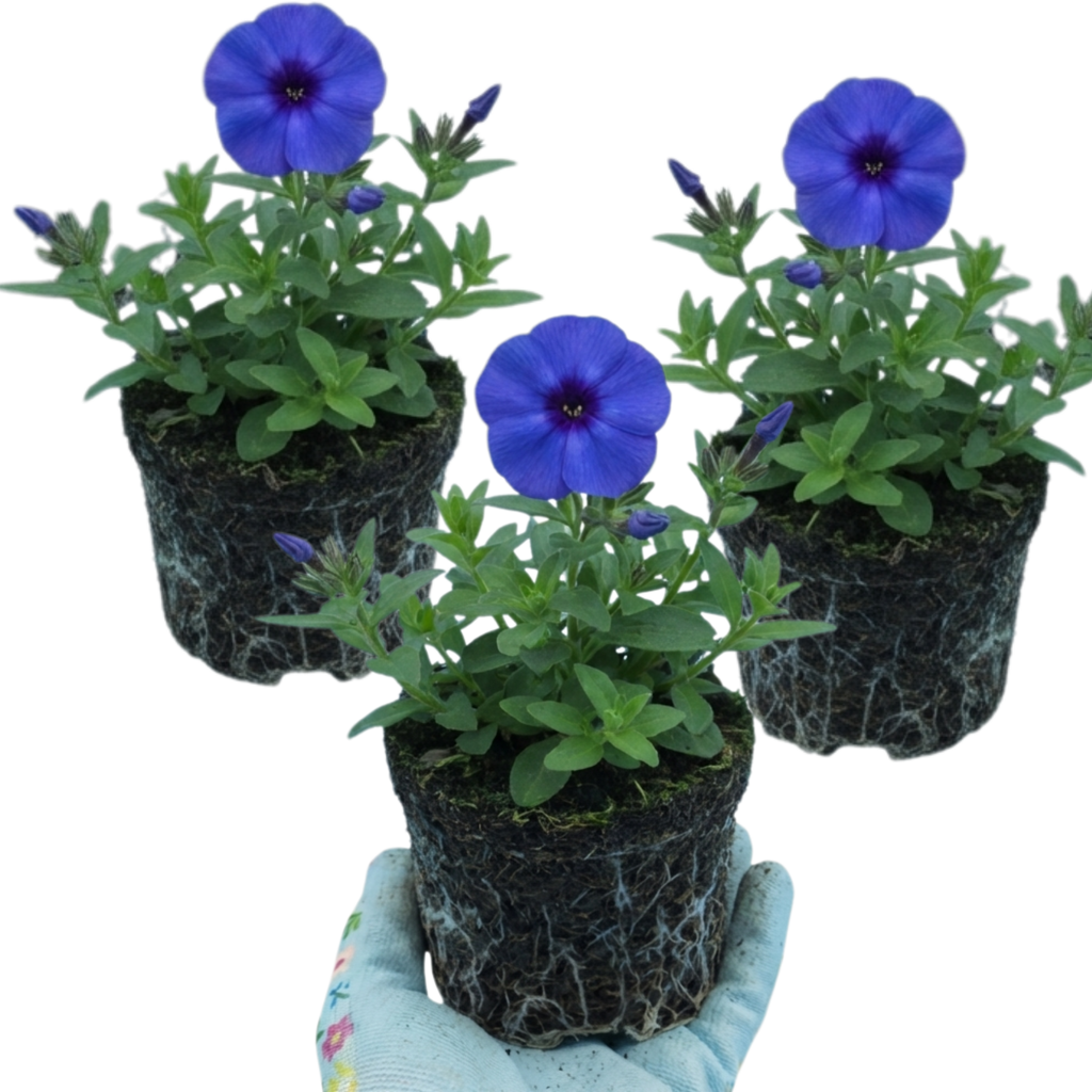 Phlox ‘Blue Dark Eye’ — Hardy Perennial, Bee-Friendly, 1L Pot (Set of 3 or 6)