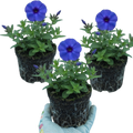 Phlox ‘Blue Dark Eye’ — Hardy Perennial, Bee-Friendly, 1L Pot (Set of 3 or 6)