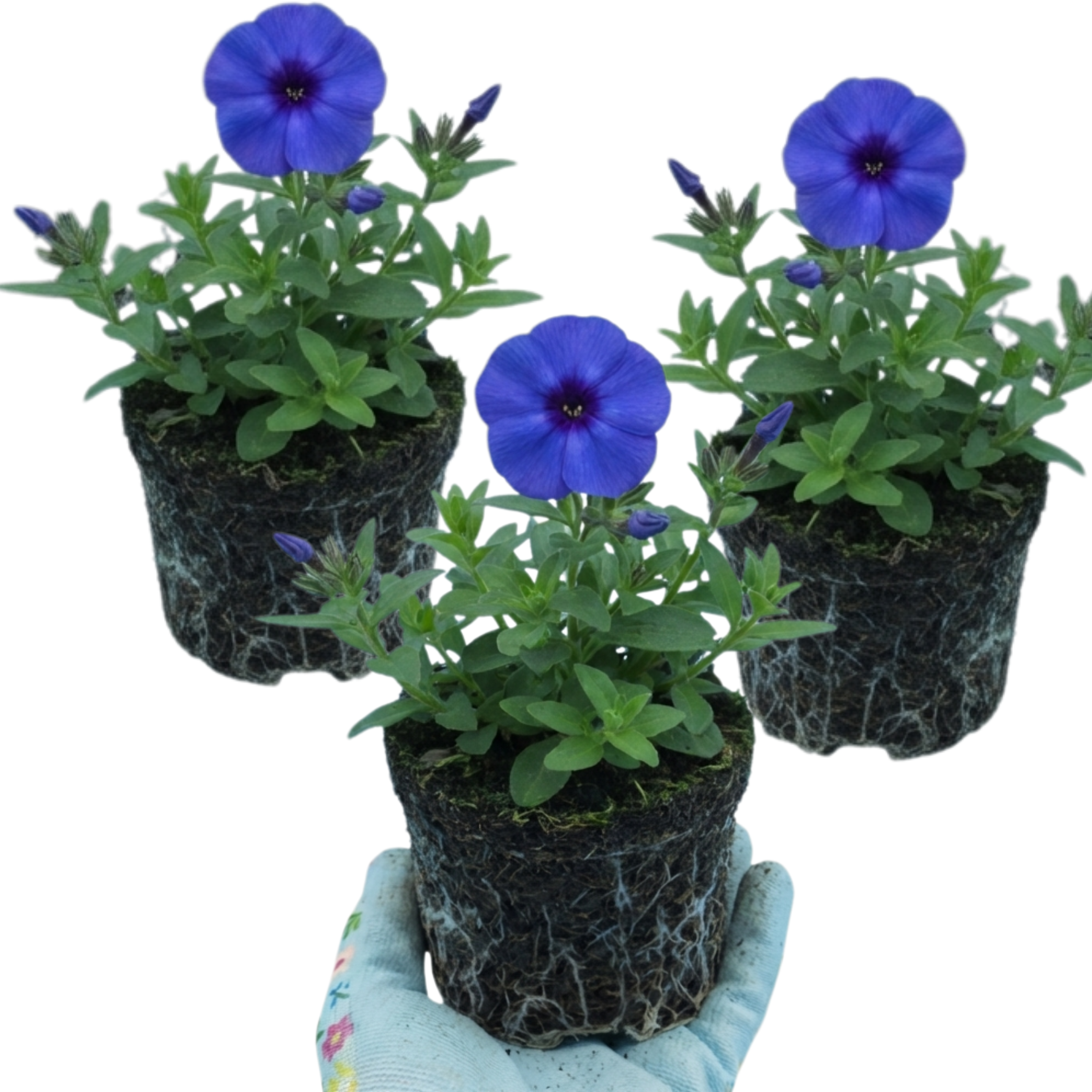 Phlox ‘Blue Dark Eye’ — Hardy Perennial, Bee-Friendly, 1L Pot (Set of 3 or 6)