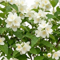 Philadelphus ‘Virginal Mock Orange’ — Hardy Deciduous Shrub, Bee-Friendly, 2L Pot