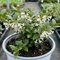 Osmanthus ‘Delavayi’ — Evergreen Shrub, Bee-Friendly, 19cm Pot