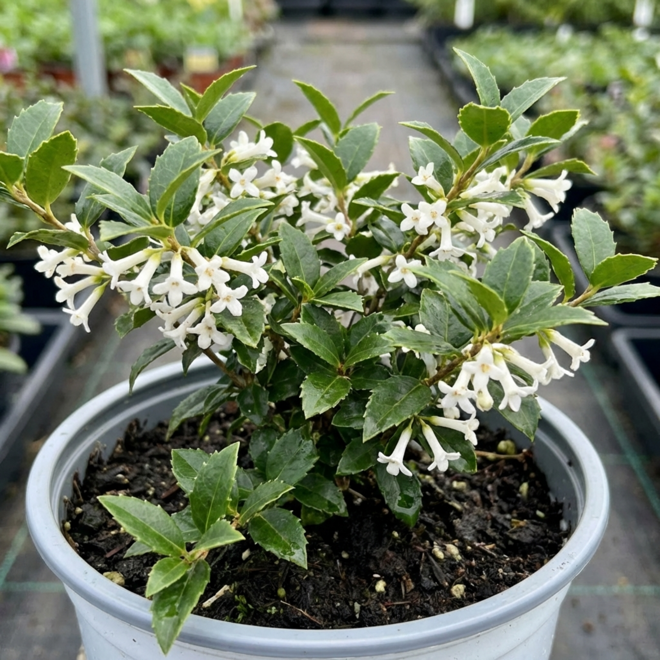 Osmanthus ‘Delavayi’ — Evergreen Shrub, Bee-Friendly, 19cm Pot