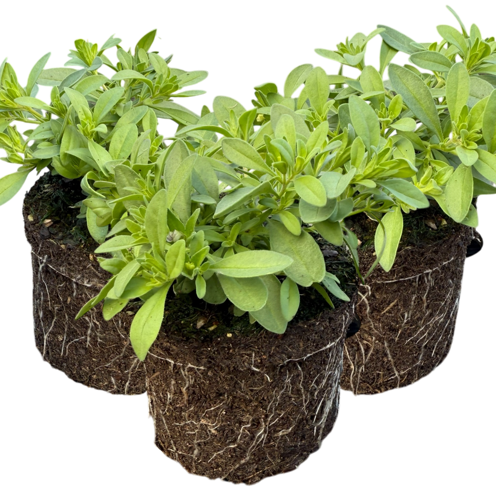 Calibrachoa ‘Cabaret Blue’ — Half-Hardy Trailing Annual, Bee-Friendly, 10.5cm Pot (Set of 3 or 6)
