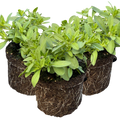 Calibrachoa ‘Cabaret Blue’ — Half-Hardy Trailing Annual, Bee-Friendly, 10.5cm Pot (Set of 3 or 6)