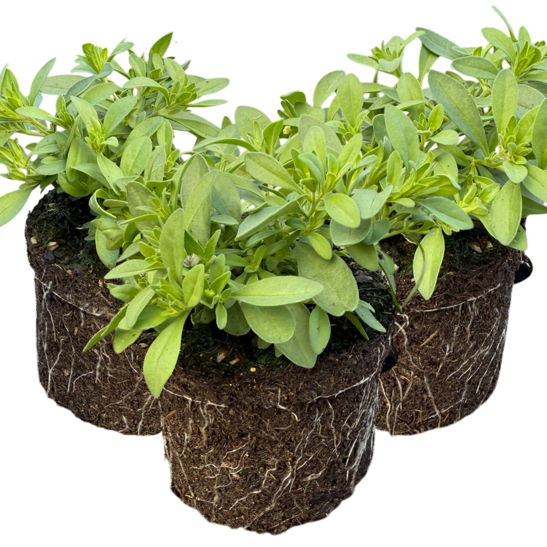 Calibrachoa ‘Cabaret Blue’ — Half-Hardy Trailing Annual, Bee-Friendly, 10.5cm Pot (Set of 3 or 6)