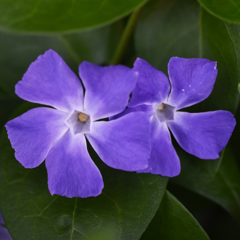 Vinca ‘Minor’ — Hardy Perennial, 2L Pot