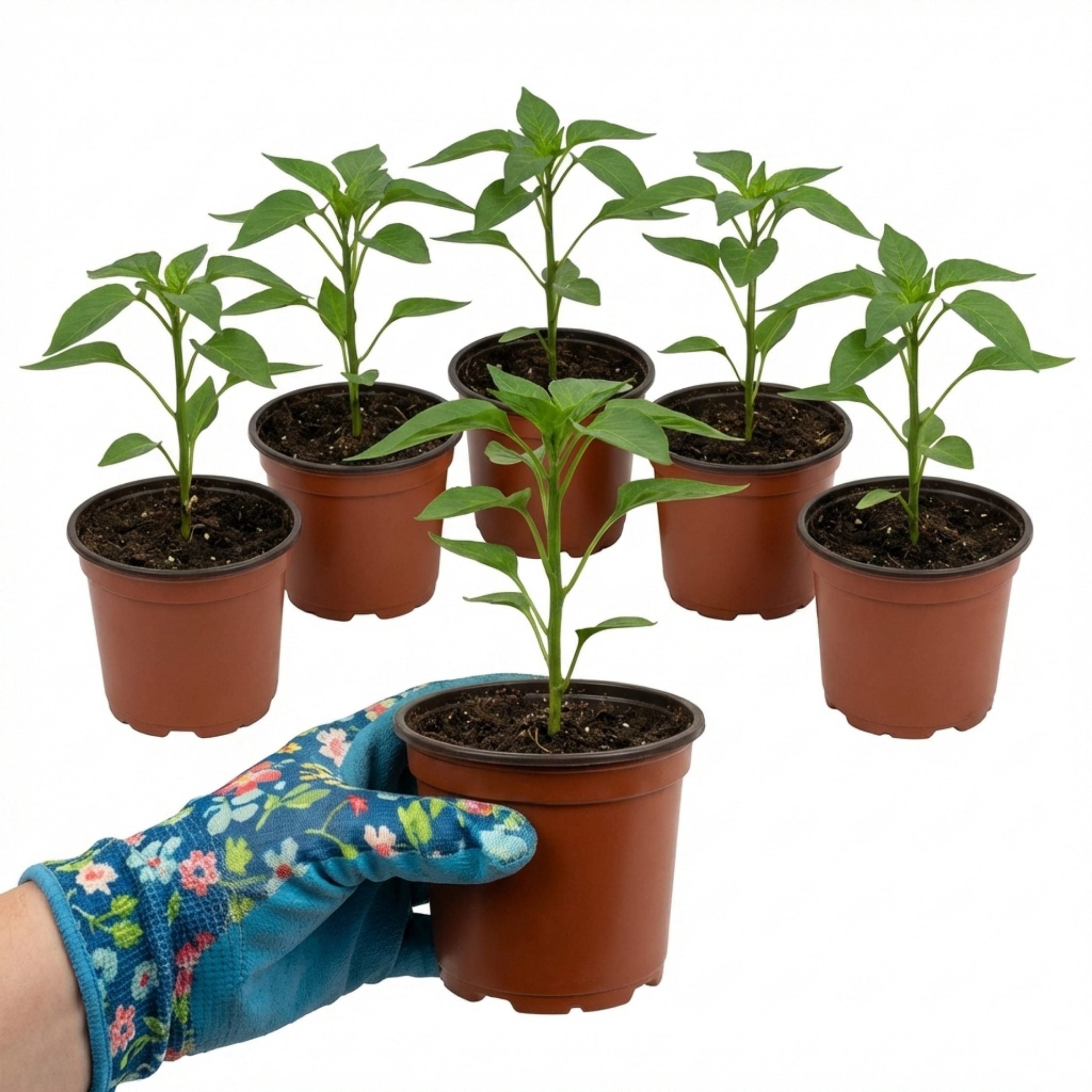 Chilli 'Hungarian Hot Wax' — Edible Annual, 10.5cm Pot (Set of 3 or 6)