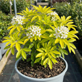 Choisya ‘Aztec Gold’ — Hardy Evergreen Shrub, Bee-Friendly, 3L Pot