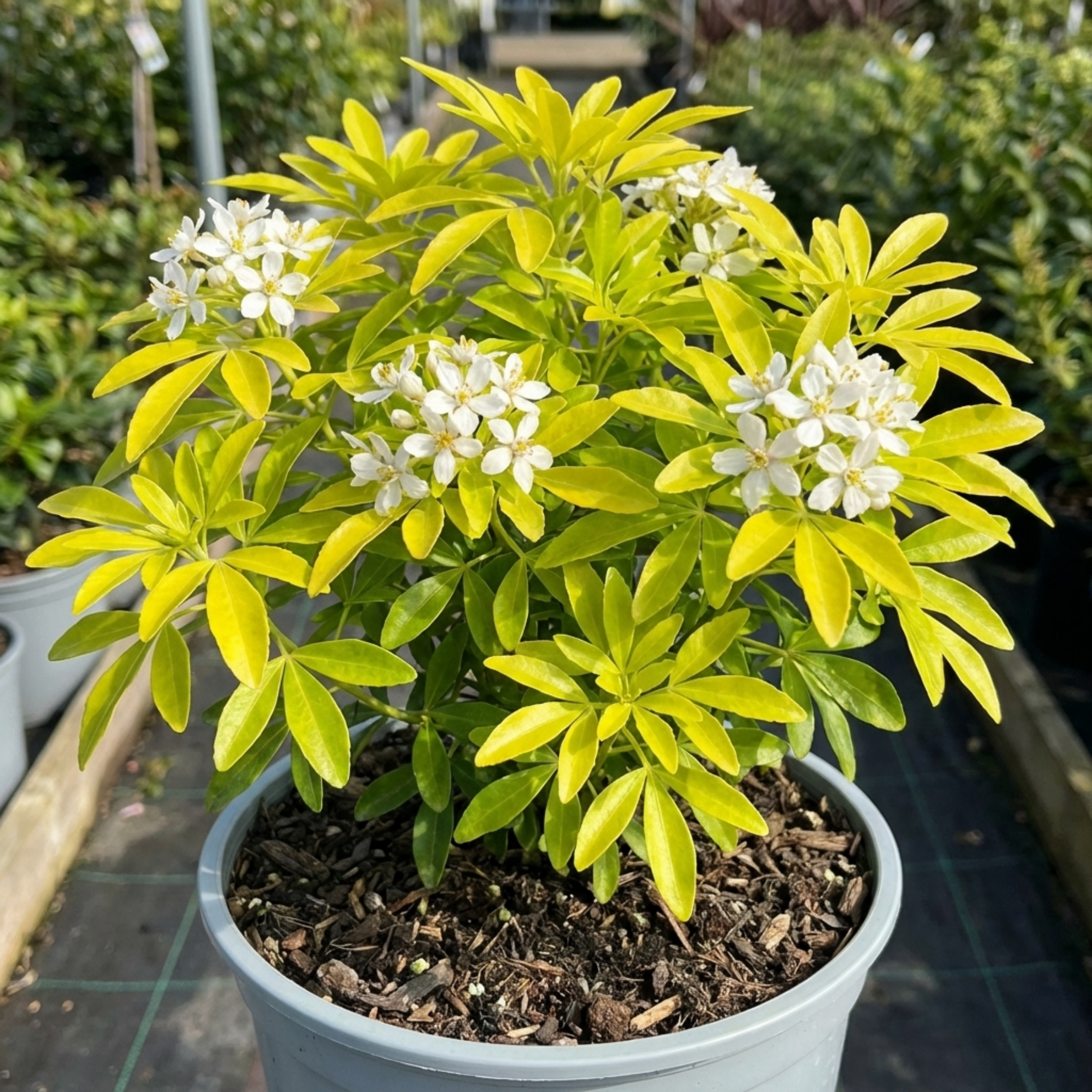 Choisya ‘Aztec Gold’ — Hardy Evergreen Shrub, Bee-Friendly, 3L Pot