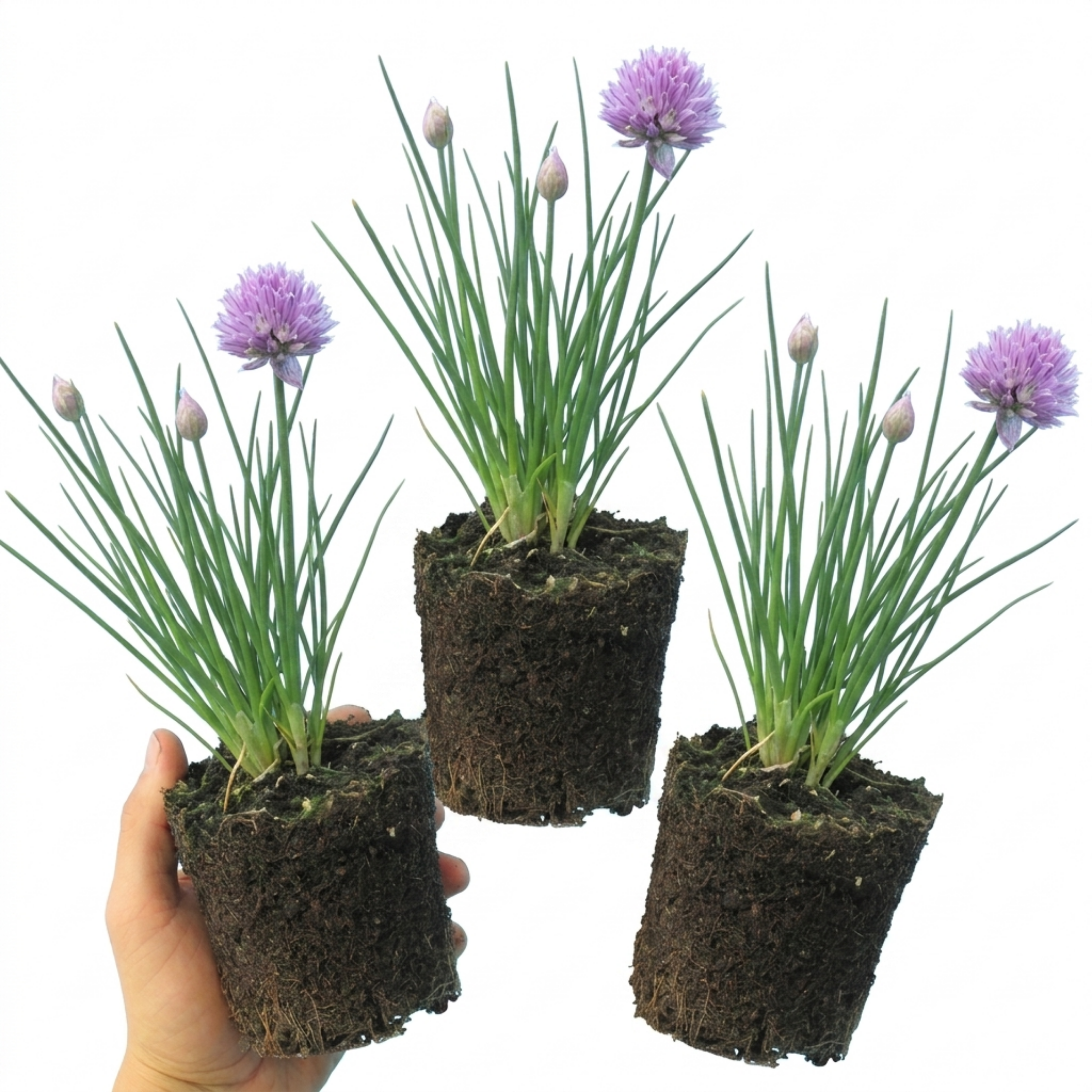 Chives — Hardy Perennial Herb, Bee-Friendly, 1L Pot (Set of 3 or 6)