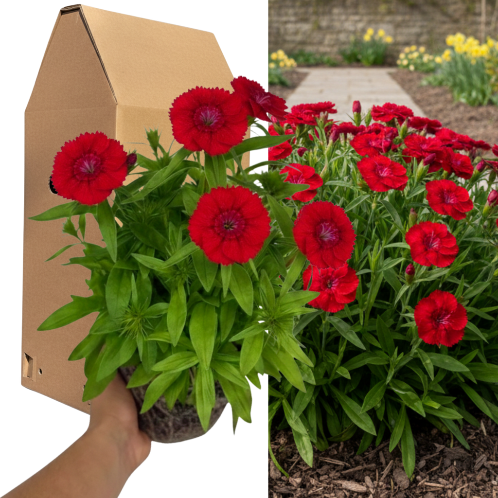 Dianthus ‘Dart Scarlet’ — Hardy Perennial, 2L Pot