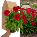 Dianthus ‘Dart Scarlet’ — Hardy Perennial, 2L Pot