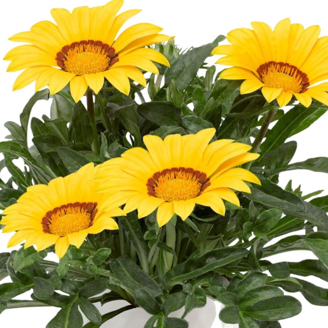 Gazania ‘Kiss Yellow Improved’ — Hardy Perennial, 1L Pot (Set of 3 or 6)