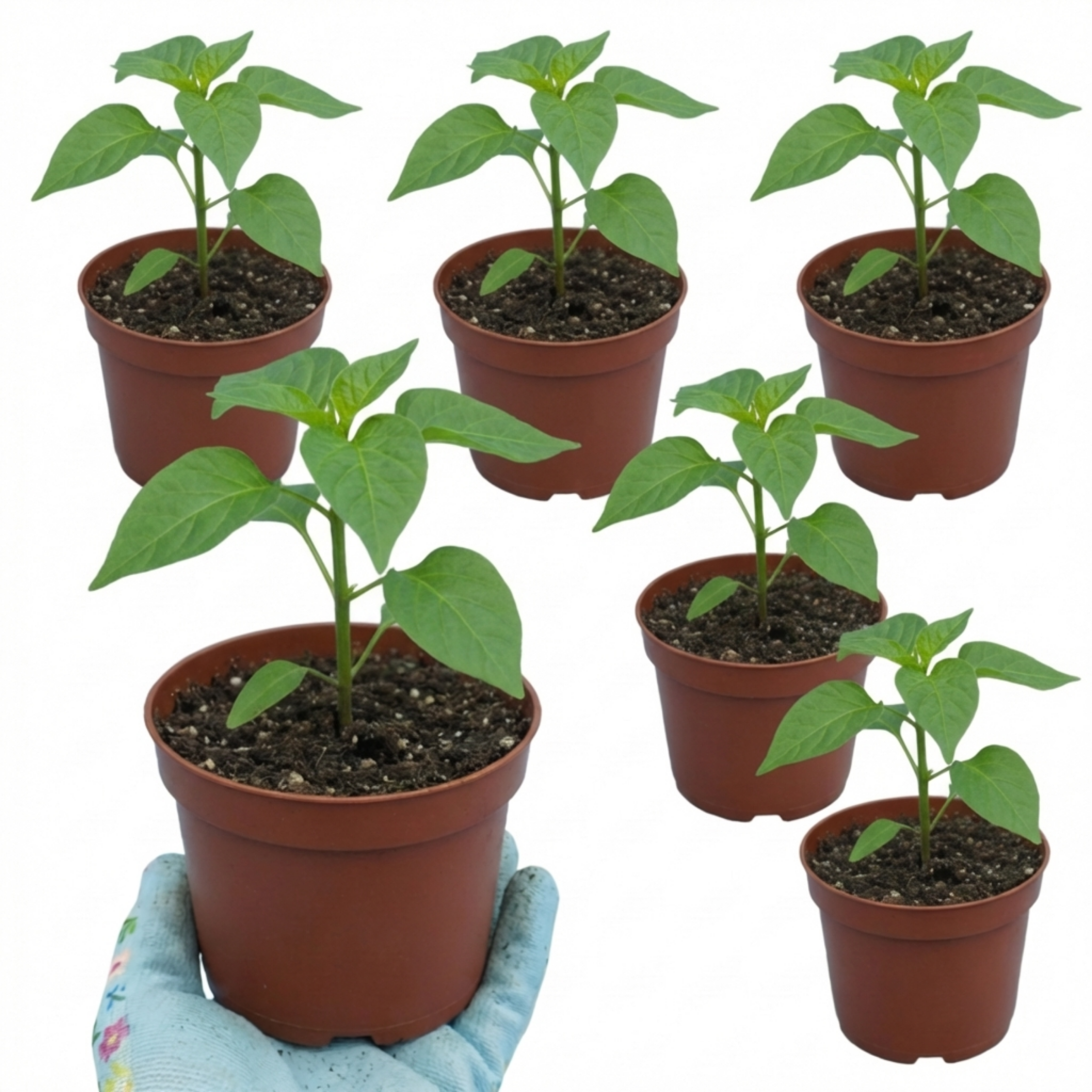 Chilli 'Scotch Bonnet' — Edible Annual, 10.5cm Pot (Set of 3 or 6)