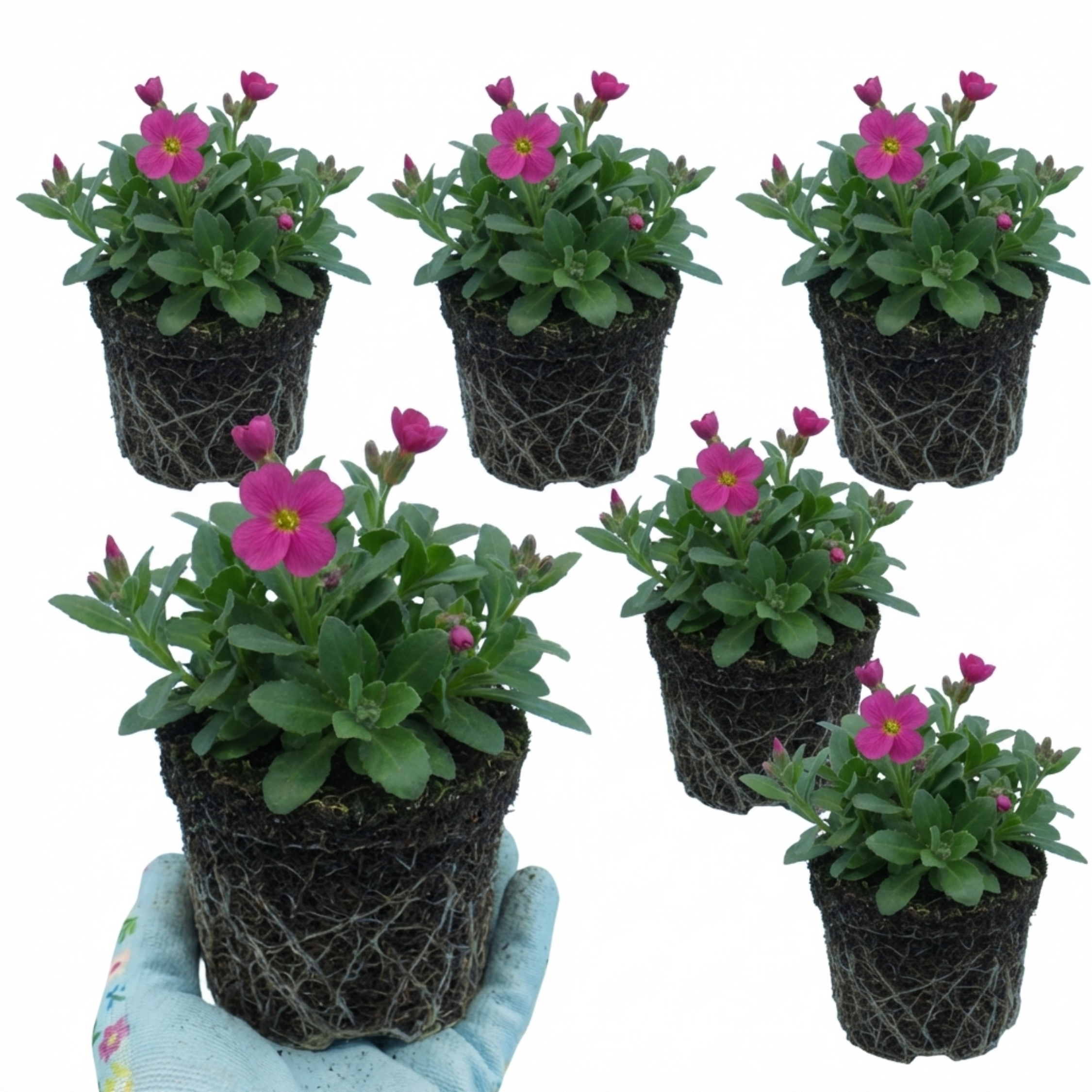 Arabis ‘Aubris Deep Rose’ — Evergreen Alpine Perennial, 1L Pot (Set of 3 or 6)