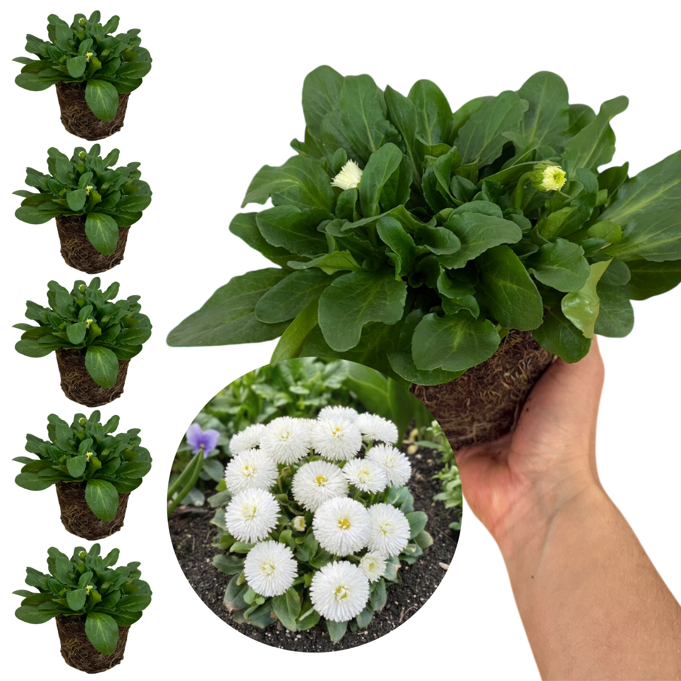 Bellis ‘Habanera White’ — Hardy Perennial, 1L Pot